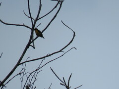 Euphonia laniirostris