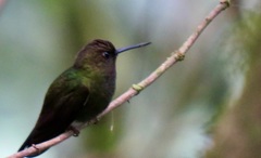 Haplophaedia aureliae