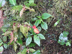 Begonia tetrandra