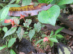 Begonia tetrandra