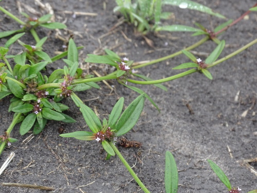 Image of Spermacoce confusa by (c) Alexis López Hernández, some rights reserved (CC BY)