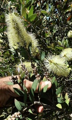 Melaleuca pallida