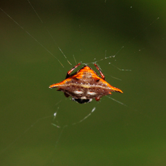 Gasteracanthinae