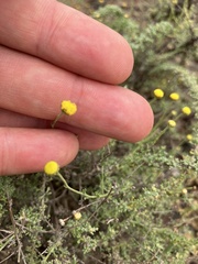 Pentzia
