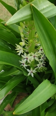 Eucomis comosa