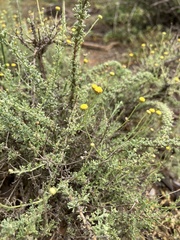 Pentzia