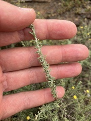 Pentzia