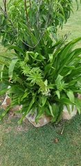 Eucomis comosa