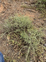 Pentzia