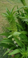 Eucomis comosa