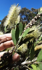 Melaleuca pallida