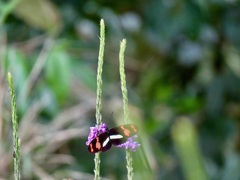 Heliconius telesiphe