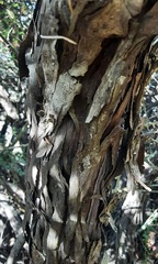 Melaleuca pallida