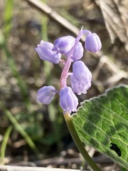 Muscari parviflorum