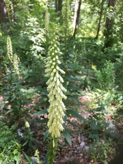 Digitalis micrantha