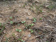 Lupinus texensis