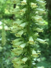 Digitalis micrantha