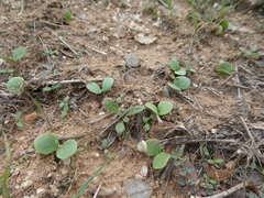 Lupinus texensis
