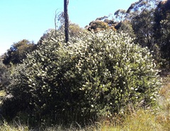 Melaleuca pallida
