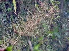 Chusquea scandens