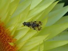 Austrotephritis poenia