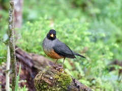 Turdus fulviventris