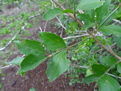 Citharexylum berlandieri