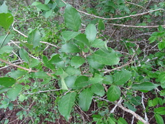Citharexylum berlandieri
