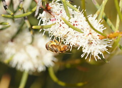 Eristalinus punctulatus