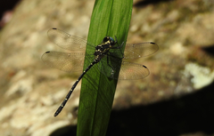 Eusynthemis nigra