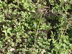 Hemiargus ceraunus
