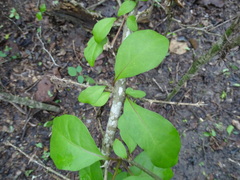 Pisonia aculeata