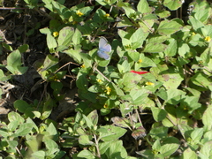 Hemiargus ceraunus