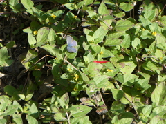Hemiargus ceraunus