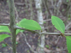 Pisonia aculeata