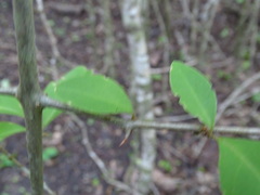 Pisonia aculeata