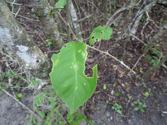 Pisonia aculeata