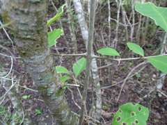 Pisonia aculeata