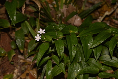 Tripladenia cunninghamii