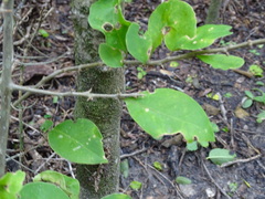 Pisonia aculeata