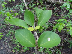 Pisonia aculeata