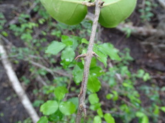 Pisonia aculeata