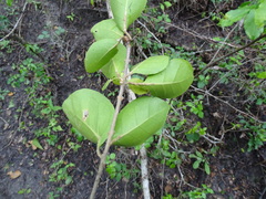 Pisonia aculeata