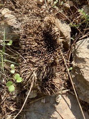 Erinaceus concolor