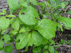 Pisonia aculeata