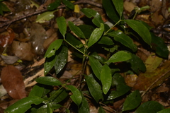 Cyclophyllum