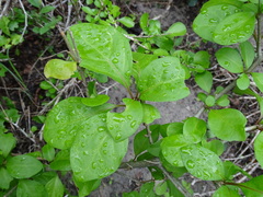 Pisonia aculeata
