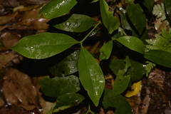 Cyclophyllum