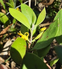 Persoonia marginata