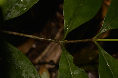 Cyclophyllum